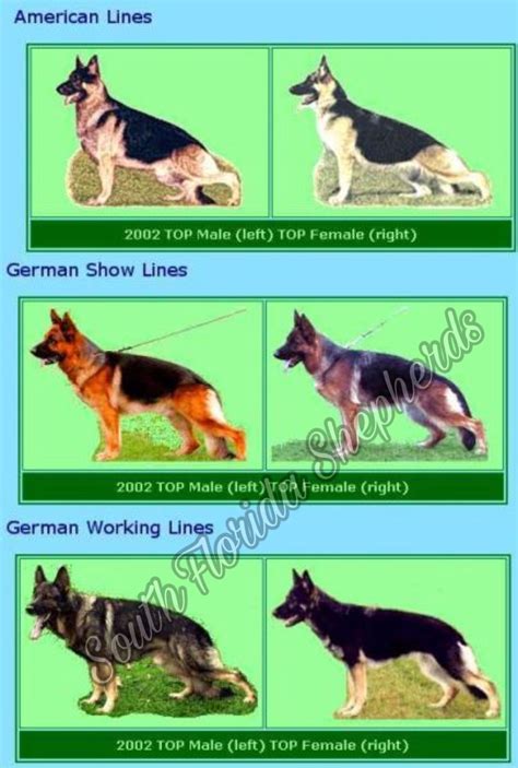  They were bred for different show line and working line purposes, and so they are different in body structure, color, temperament, and skills
