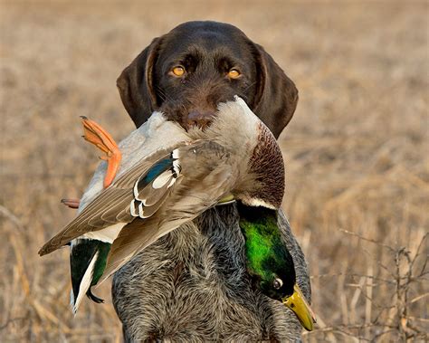  They were developed especially for waterfowl hunting