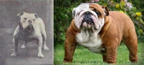  They were later bred with the ancestors of the Mastiff and Bulldog