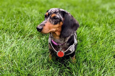  They were originally bred to reduce the health issues that both Labs and Dachshunds commonly display
