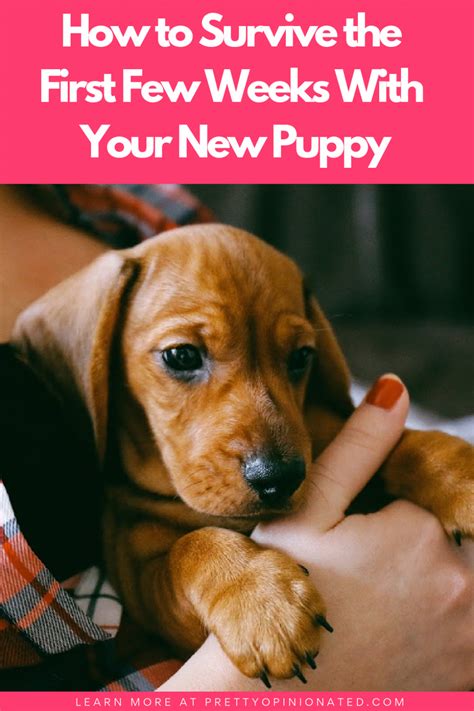  They will be an essential resource in the first few weeks your puppy is home, so you want to feel comfortable contacting them for help