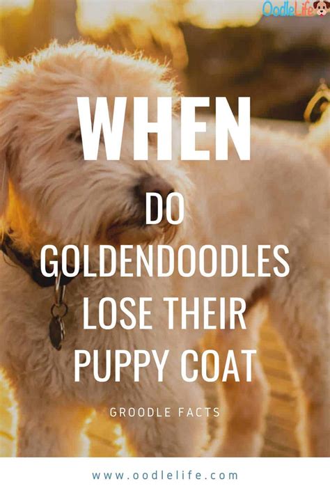  They will shed until they lose their puppy fur, after shedding they will shed a lot less, but will shed