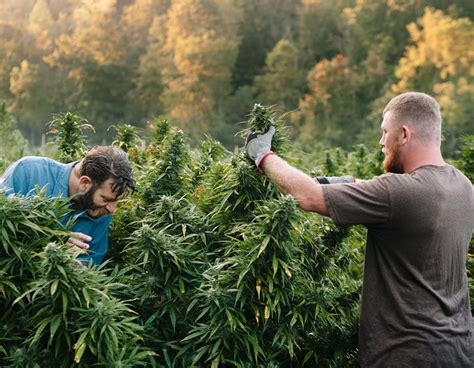  They work closely with experienced farmers who cultivate hemp plants using sustainable methods