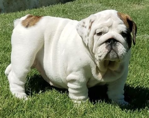  Thick boned wrinkly english bulldog puppies for sale with a huge nose ropes, massive heads, short legs, wide chests and wrinkles that go on forever and ever