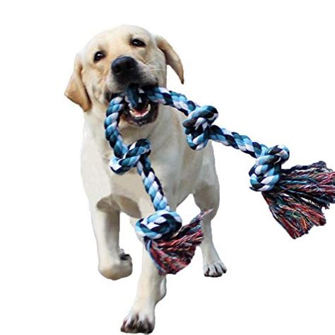  Think: fetch, tug-of-war with a rope toy or a chewy option filled with something delicious