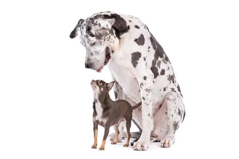  Think about it this way: A Great Dane is going to need a different amount of cbd than a Chihuahua, right? The same goes for their health status
