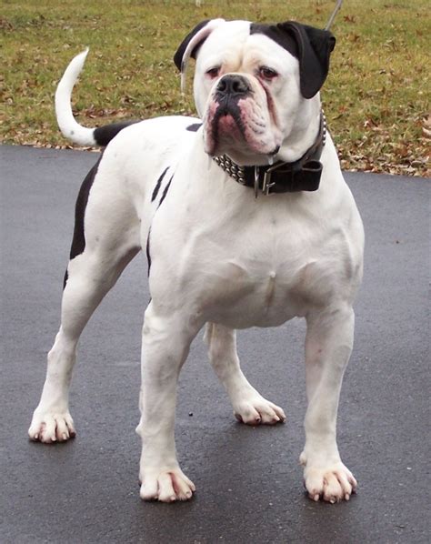  This American Bulldog breeder started their program in New York City in and moved to Upstate New York in since this area provides a better environment for their dogs