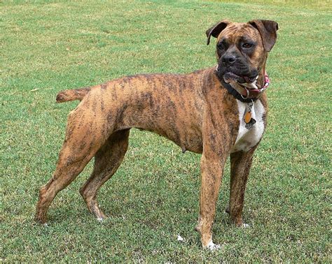  This Boxer shows the standard brindle striping