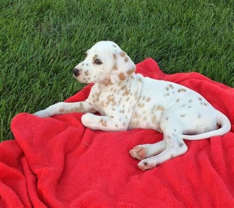  This Dalmatian pup needs some training — and a new home! This golden retriever pup is so cute and smart! Can this Jack Russell Terrier ever learn to behave? Can the Petersons find him the perfect home? Nobody has ever met a puppy as naughty as this Pug