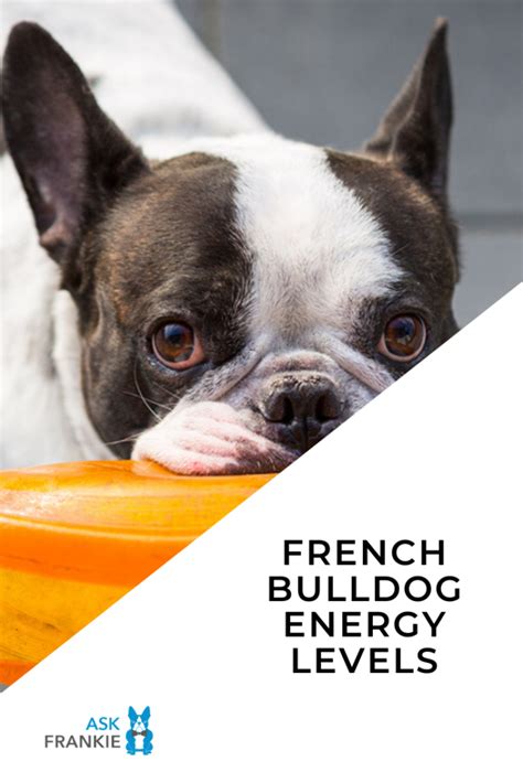  This adaptable energy level makes Bulldogs suitable for various homes, from apartments to houses with yards