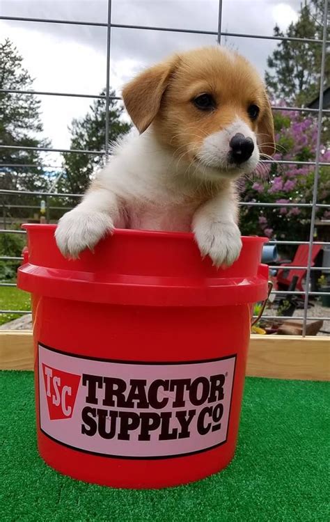  This adorable girl was one of the Tractor Supply pups, and she