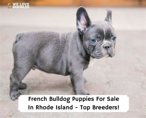  This all adds up to additional costs for Rhode Island French Bulldog breeders, which is why their puppy prices are more than your average breed