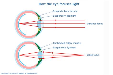  This allows them to precisely control the amount of light entering their eyes, or retina