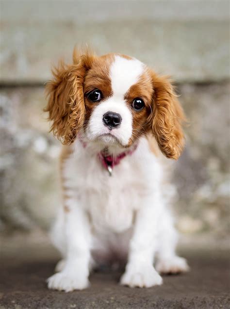  This award comes after Farmers Insurance considered dog breeds, making it quite the accomplishment for our Cavalier King Charles Spaniel and French Bulldog along with other breeds for stabilization mixed breed to achieve