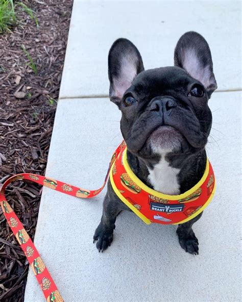  This blog is all about the harness for your French bulldog