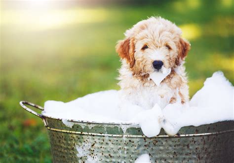  This breed has sensitive skin so a bath once a month is perfect for them