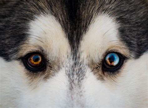  This breed is also prone to developing a variety of eye problems