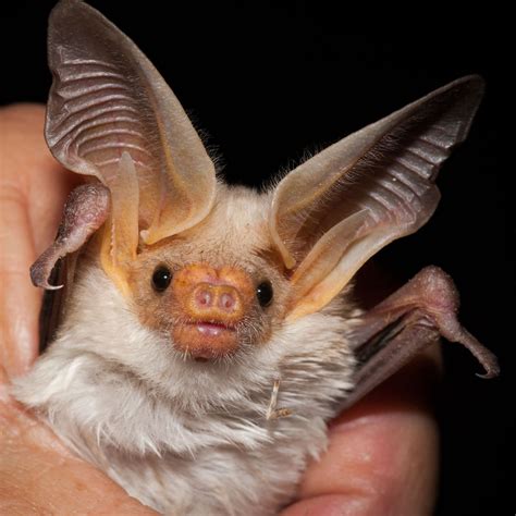  This breed is known for its bat-like ears, short snout, and muscular, compact frame