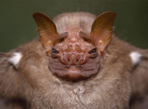  This breed is known for its wrinkly, smushed face and bat-like ears