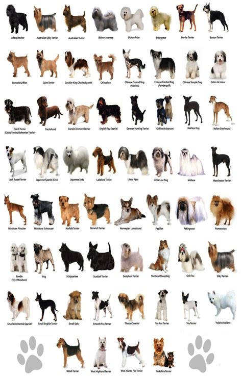  This breed is not for the passive owner who does not understand that all dogs have an instinct to have a pack order