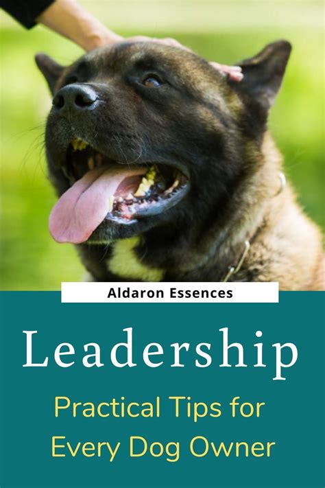  This breed needs leadership and will not thrive without it
