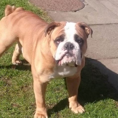  This breed was also targeted towards getting a healthier breed of bulldogs
