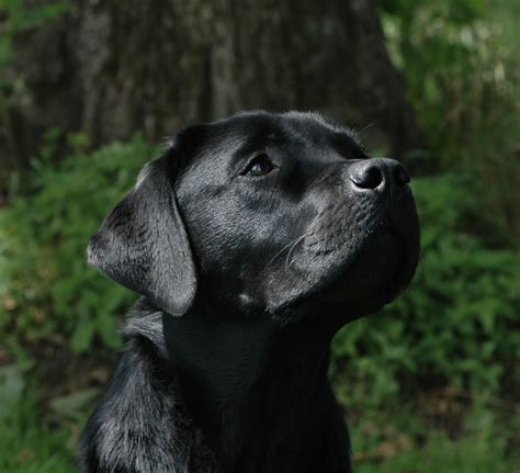  This breeder follows the National Labrador Retrievers Club