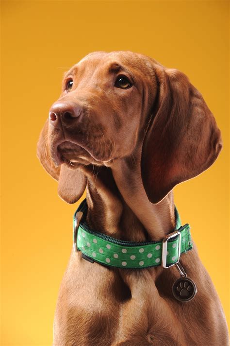  This can also help puppies get adjusted to wearing a collar for the majority of the time