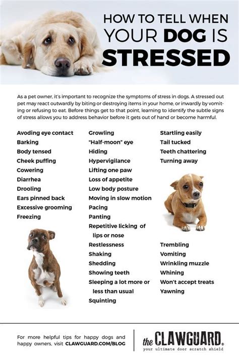  This can be serious for your dog, as that stress can potentially, over time, develop into long-term anxiety