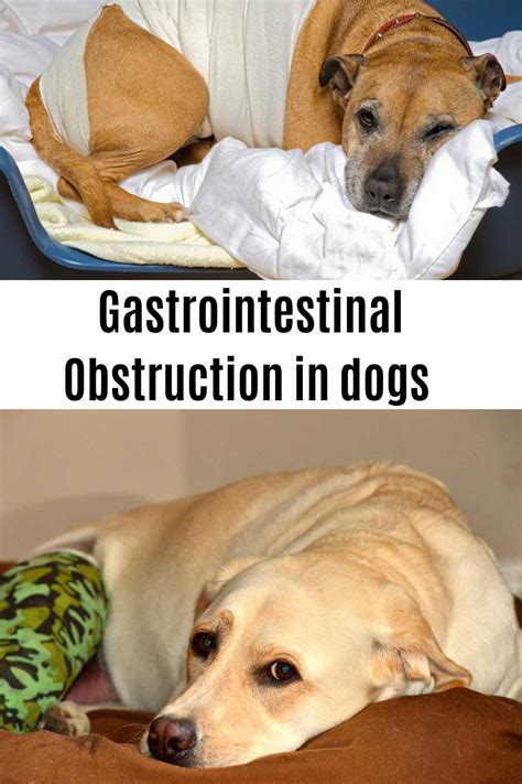  This can cause gastrointestinal issues for your dog