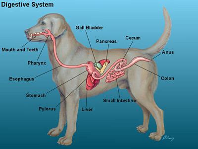  This can help support the functioning and health of the GI tract, ensuring that dogs maintain their health and vibrancy