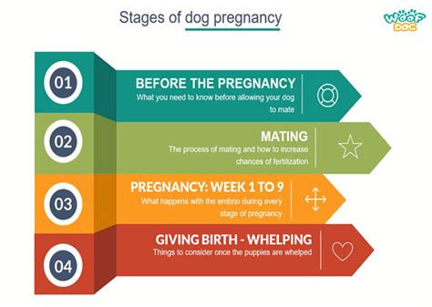  This can lead to problems for the dog during their pregnancy, including contractions that are difficult to control, difficulty breathing, and even premature delivery