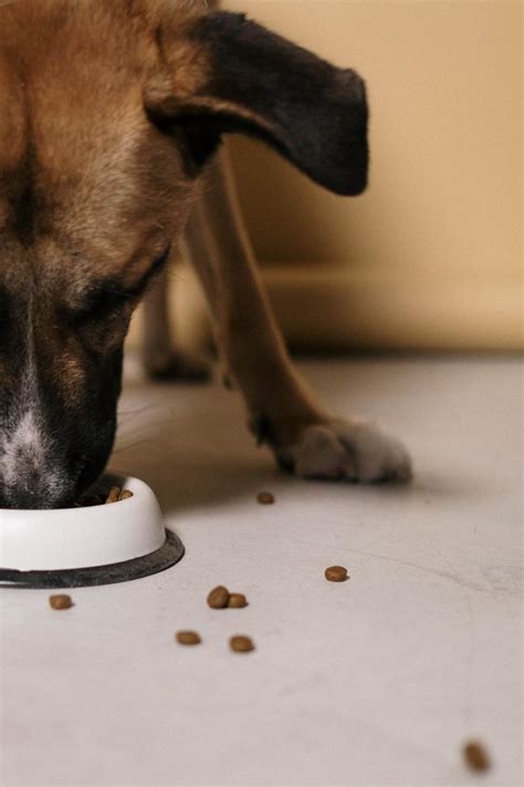  This can occur as quickly as minutes after your dog consumes it