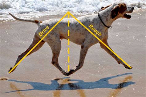  This causes lameness or an abnormal gait the way the dog moves