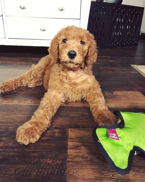  This combination is commonly called an F1B Goldendoodle