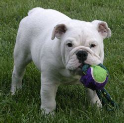 This comes very close to being a necessity for English Bulldogs