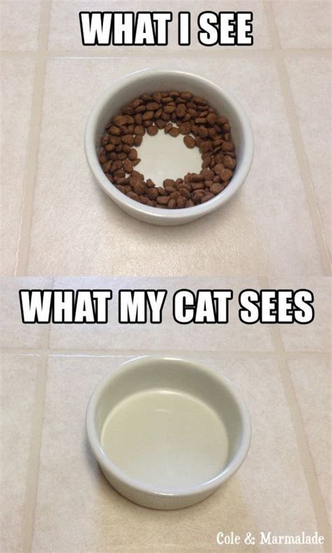  This could include wandering around the house or forgetting where their food bowl is located