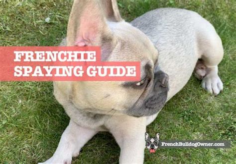  This could lead to anemia and potentially life-threatening complications for your French Bulldog