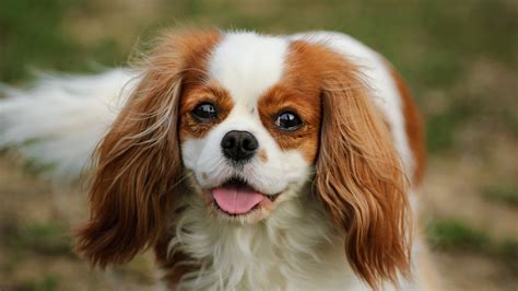  This crossbreed usually has a nice long muzzle, and floppy ears covered in medium-length hair