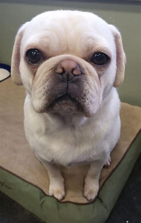  This cute crossbreed resembles a bulldog, but is smaller and not as muscular, with similar facial features to a Pug, some people also mistake it for the French Bulldog or the Frenchie Pug