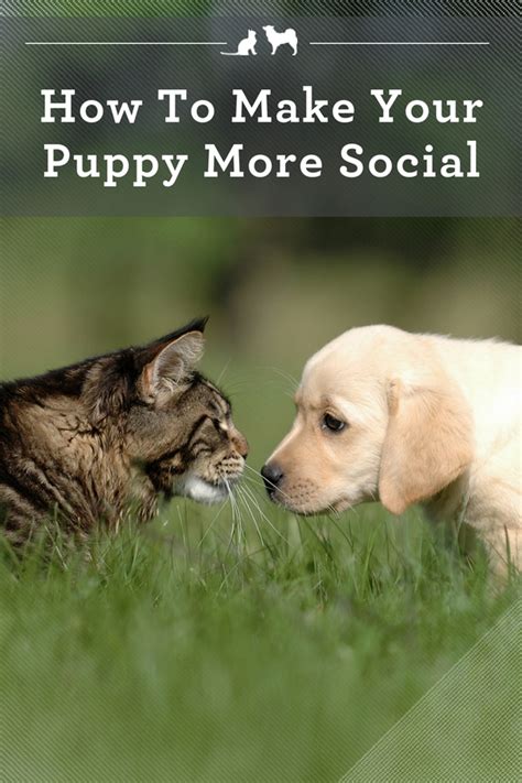 This desensitises the puppies to various human experiences and makes them confident dogs