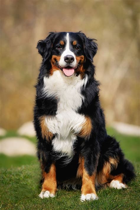  This designer breed is large in size and personality but is a loving companion dog breed