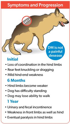  This disorder is usually diagnosed in your dog between the ages of 3 and 5 and cannot be cured
