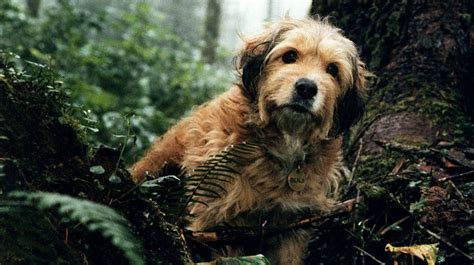  This dog breed also shows up in several dog movies and held a feature role in the movie Babe