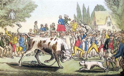  This entailed the setting of dogs after placing wagers on each dog onto a tethered bull