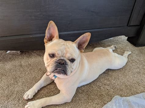  This extra skill and work required for French Bulldog breeders in Tucson all adds to the price