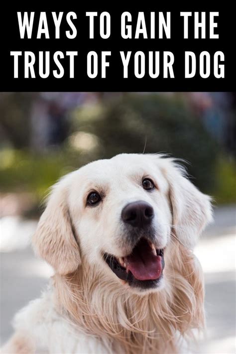  This feature can be beneficial in the event that your Golden Retriever ever goes missing or wanders off, giving you the ability to quickly and easily locate them