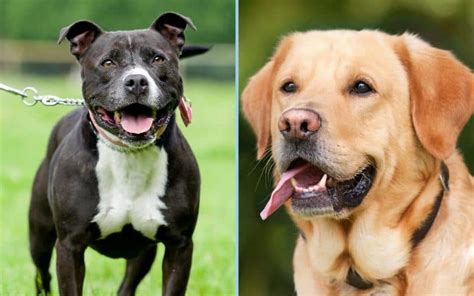 This figure is only an estimate, and we base it on the lifespans of the Labrador and Staffy