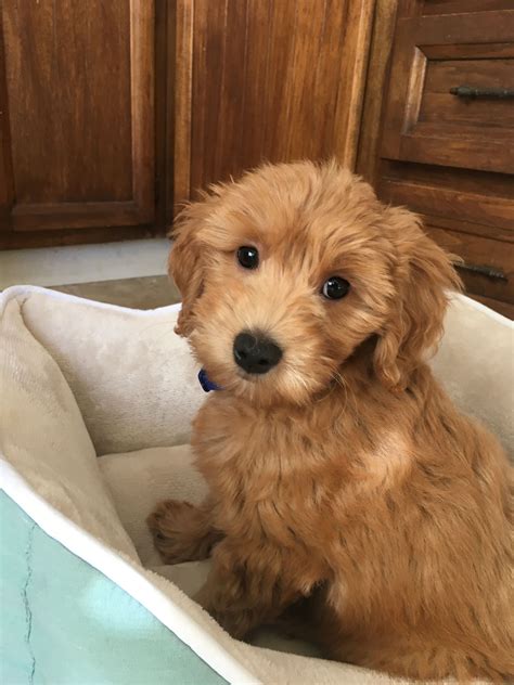  This further ensures that Goldendoodle breeders take health and genetic testing seriously and commit to producing healthy litters