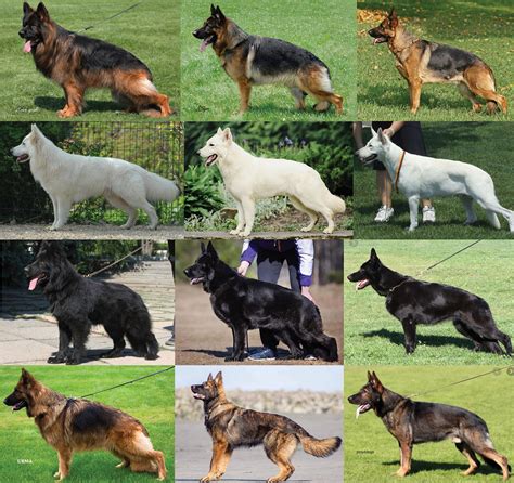  This gene dilutes the black coloring and only the black typical of German Shepherds, which in turn makes their coats much lighter